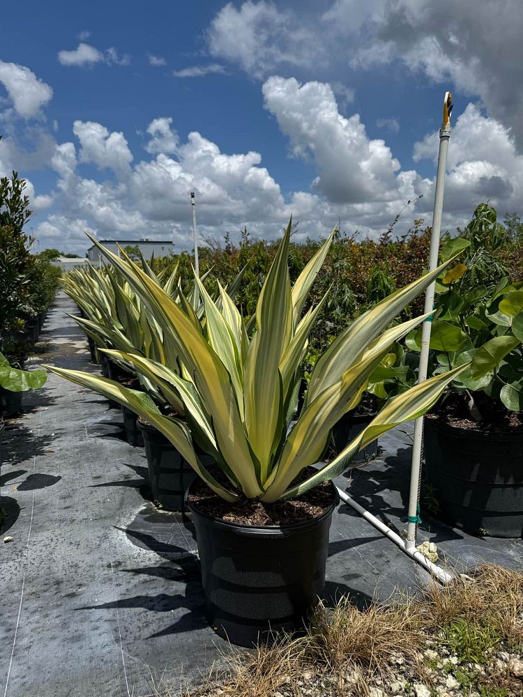furcraea-foetida-false-agave-furcraea-gigantea-mauritius-hemp
