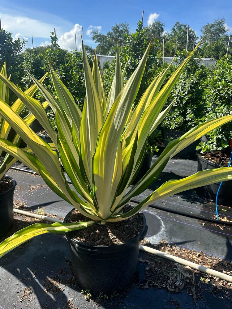 furcraea-foetida-false-agave-furcraea-gigantea-mauritius-hemp