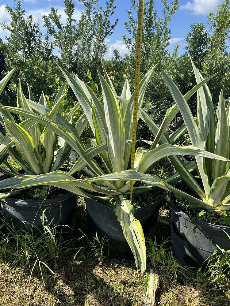 furcraea-foetida-false-agave-furcraea-gigantea-mauritius-hemp