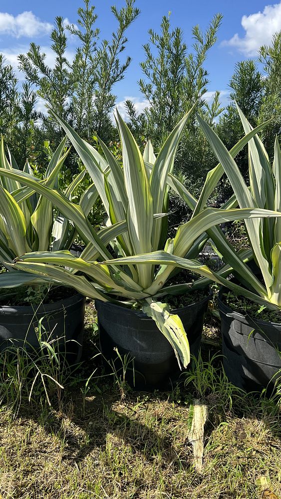 furcraea-foetida-false-agave-furcraea-gigantea-mauritius-hemp