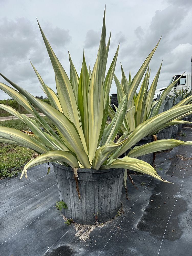 furcraea-foetida-false-agave-furcraea-gigantea-mauritius-hemp