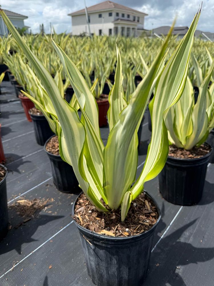 furcraea-foetida-false-agave-furcraea-gigantea-mauritius-hemp