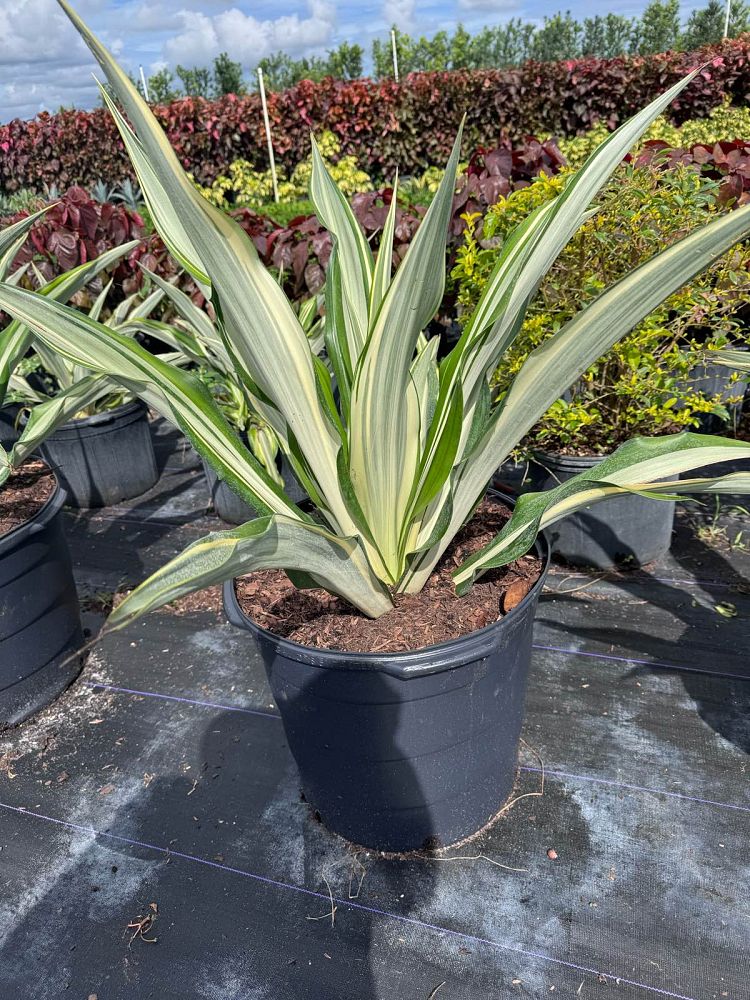 furcraea-foetida-false-agave-furcraea-gigantea-mauritius-hemp