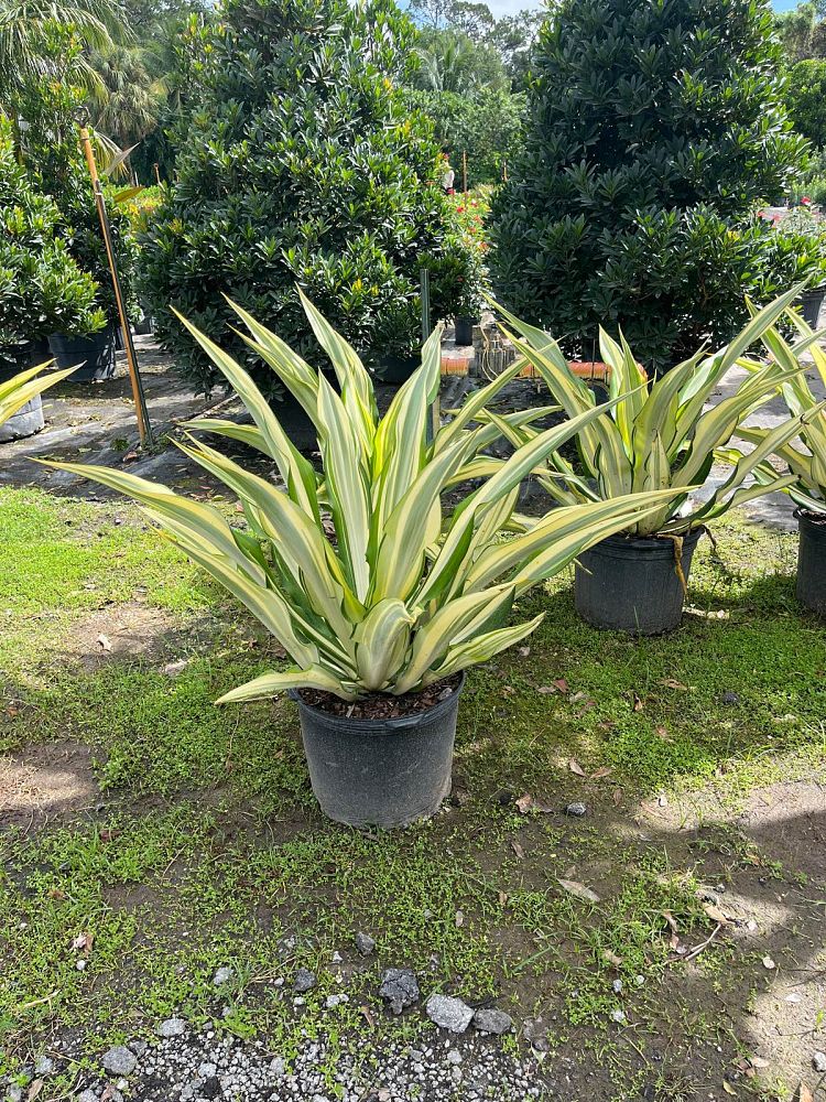 furcraea-foetida-false-agave-furcraea-gigantea-mauritius-hemp