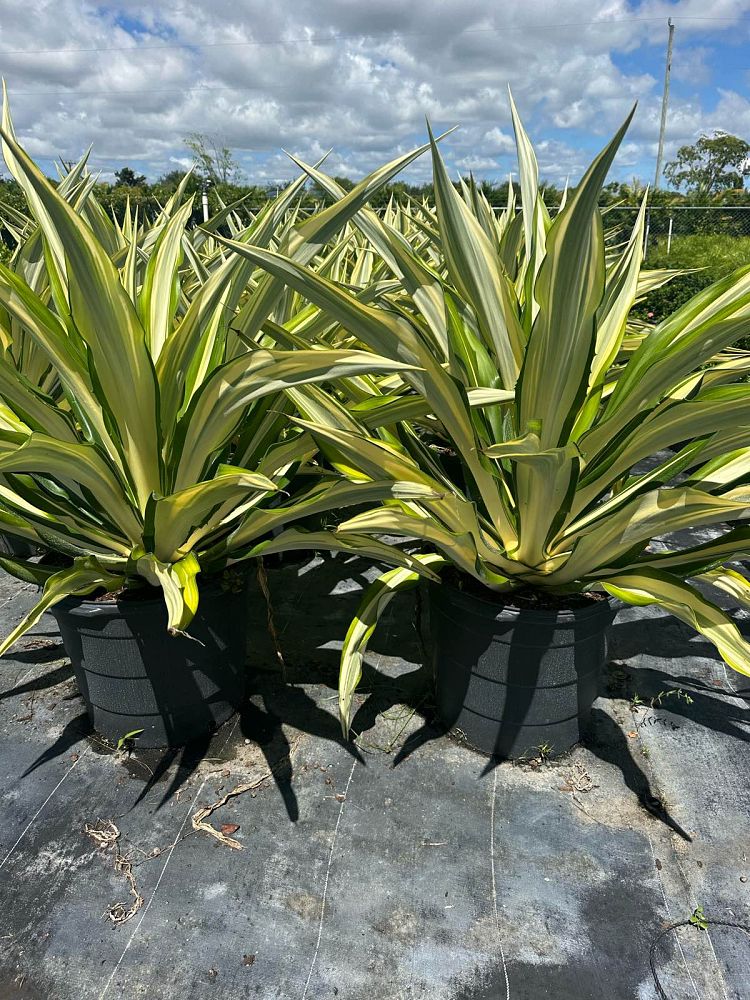 furcraea-foetida-false-agave-furcraea-gigantea-mauritius-hemp