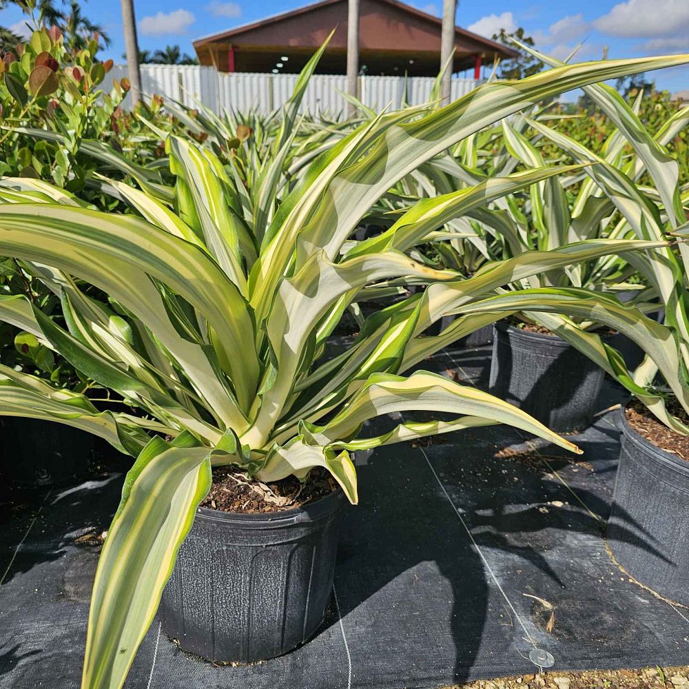 furcraea-foetida-false-agave-furcraea-gigantea-mauritius-hemp