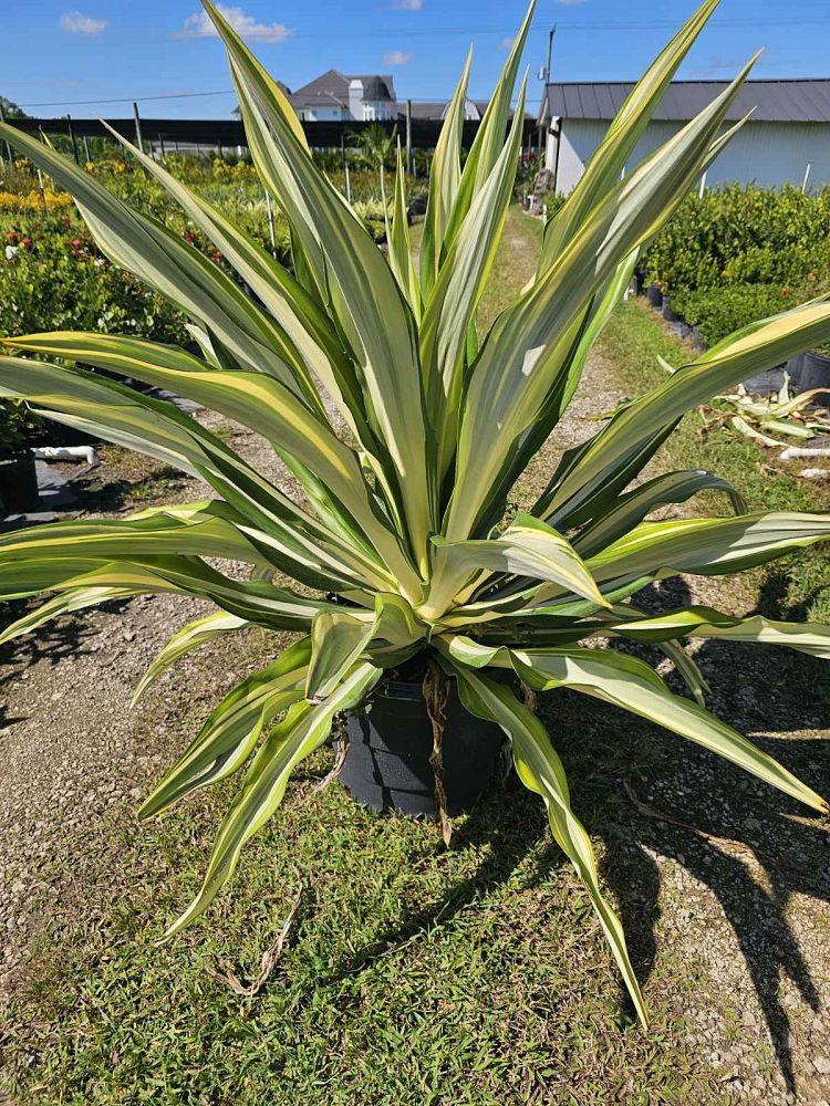 furcraea-foetida-false-agave-furcraea-gigantea-mauritius-hemp