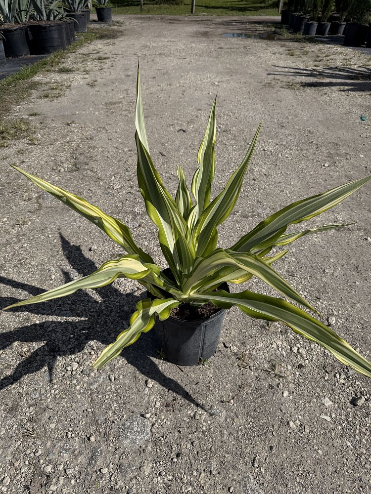 furcraea-foetida-false-agave-furcraea-gigantea-mauritius-hemp