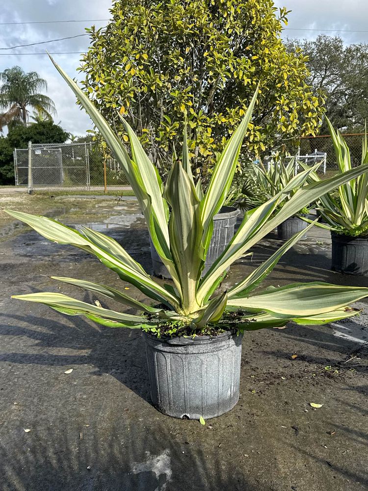 furcraea-foetida-green-giant-false-agave-furcraea-gigantea-mauritius-hemp