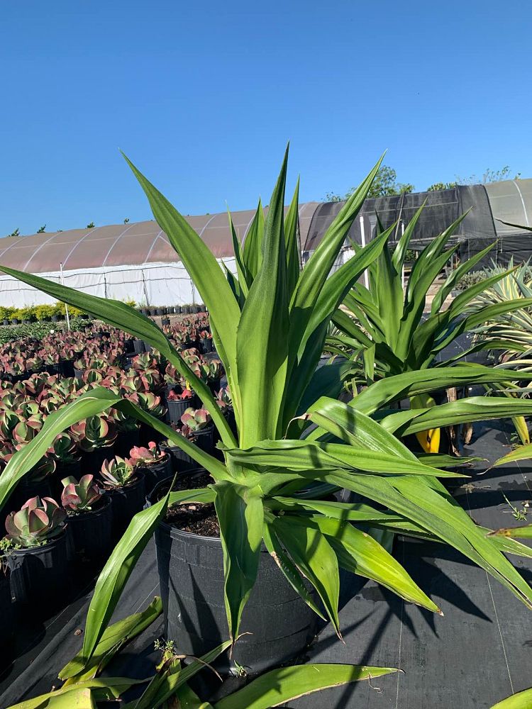 furcraea-foetida-green-giant-false-agave-furcraea-gigantea-mauritius-hemp