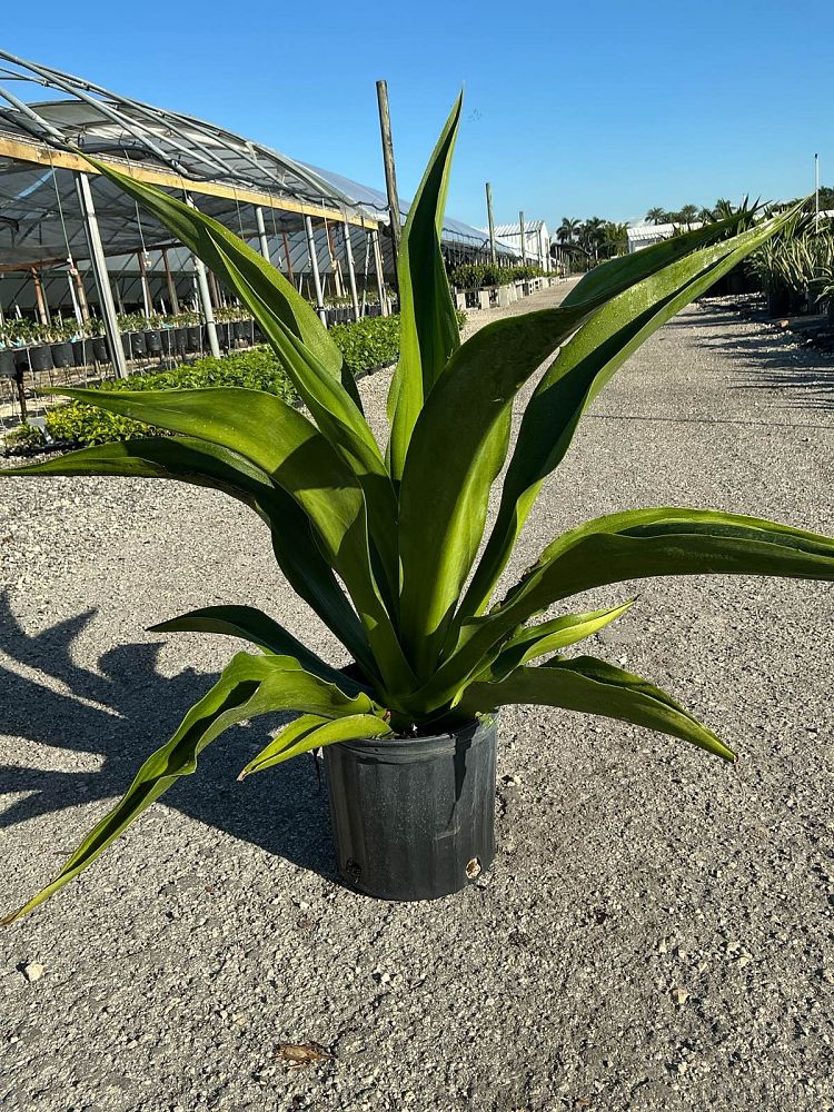 furcraea-foetida-green-giant-false-agave-furcraea-gigantea-mauritius-hemp