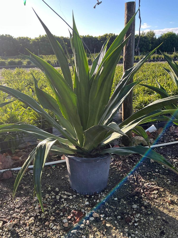 furcraea-foetida-green-giant-false-agave-furcraea-gigantea-mauritius-hemp
