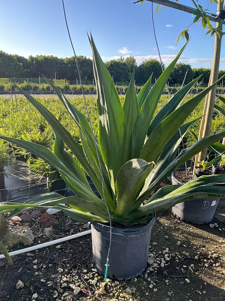 furcraea-foetida-green-giant-false-agave-furcraea-gigantea-mauritius-hemp
