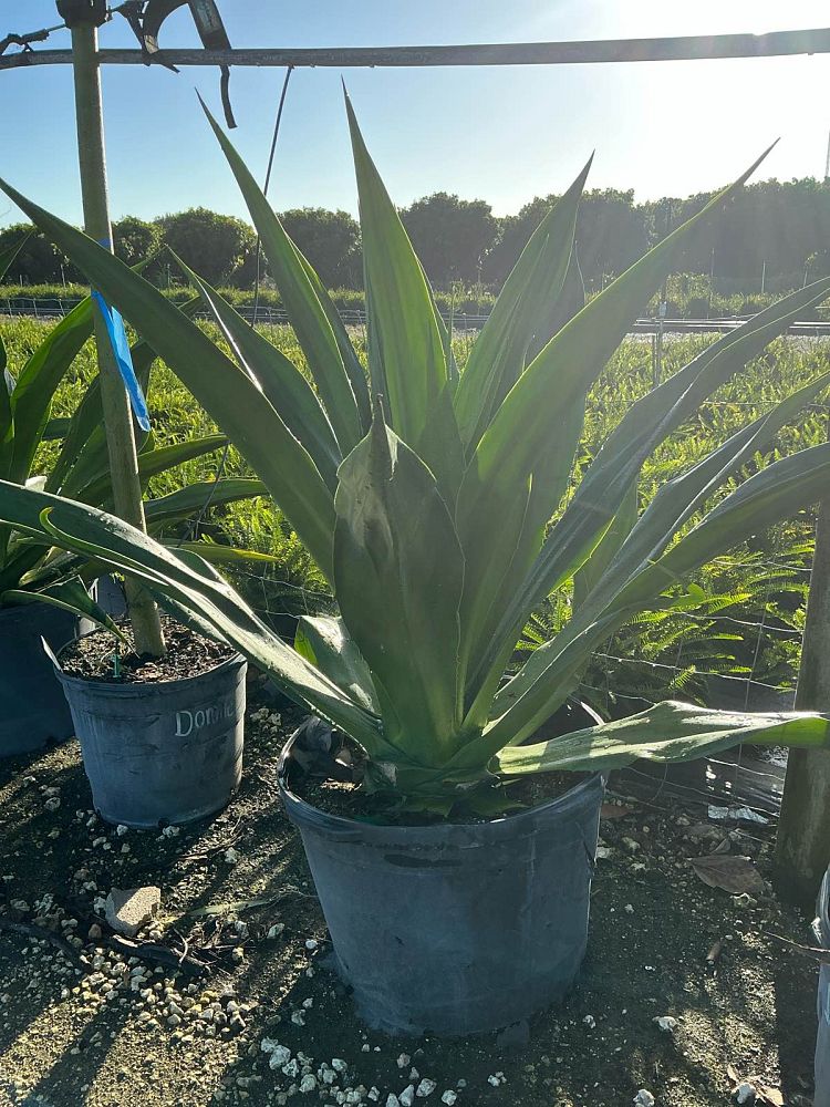furcraea-foetida-green-giant-false-agave-furcraea-gigantea-mauritius-hemp