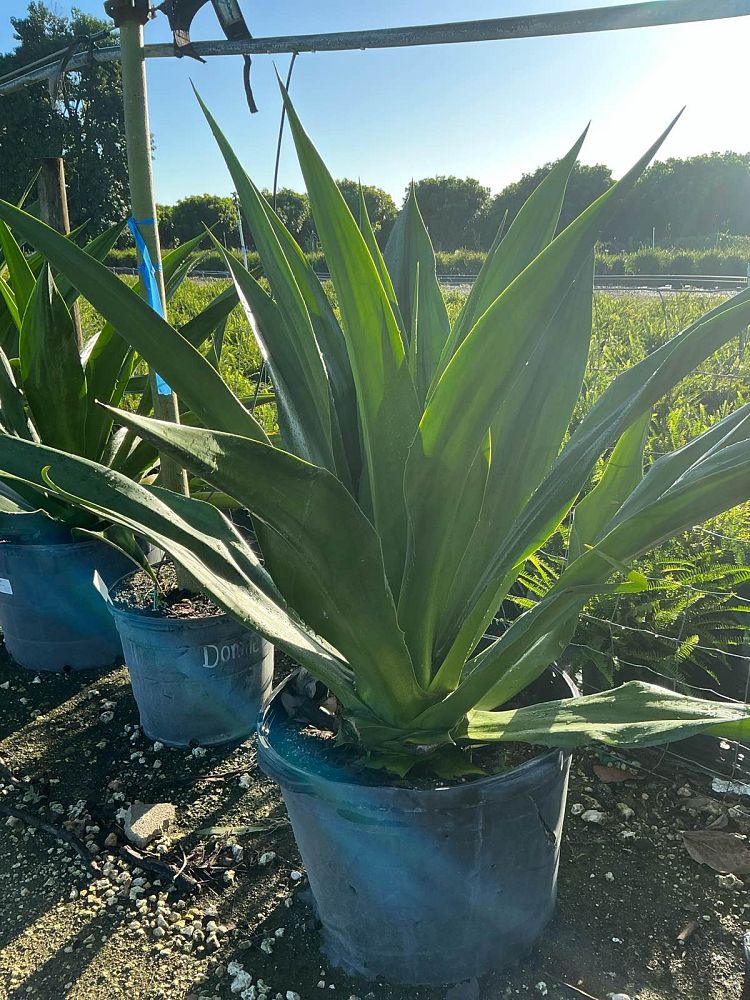 furcraea-foetida-green-giant-false-agave-furcraea-gigantea-mauritius-hemp