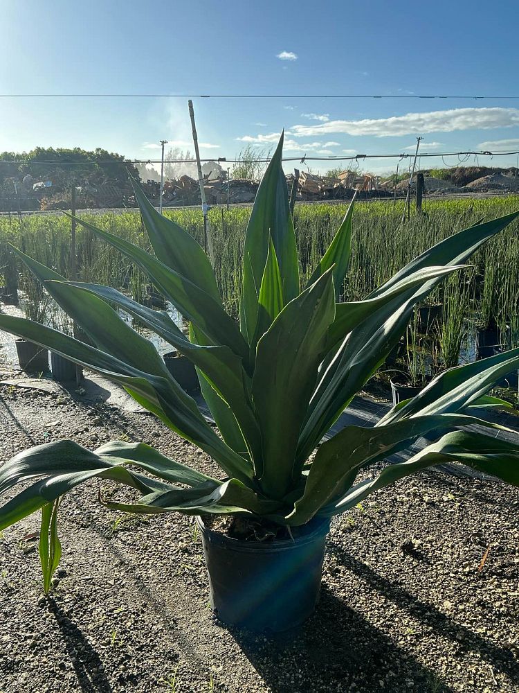 furcraea-foetida-green-giant-false-agave-furcraea-gigantea-mauritius-hemp