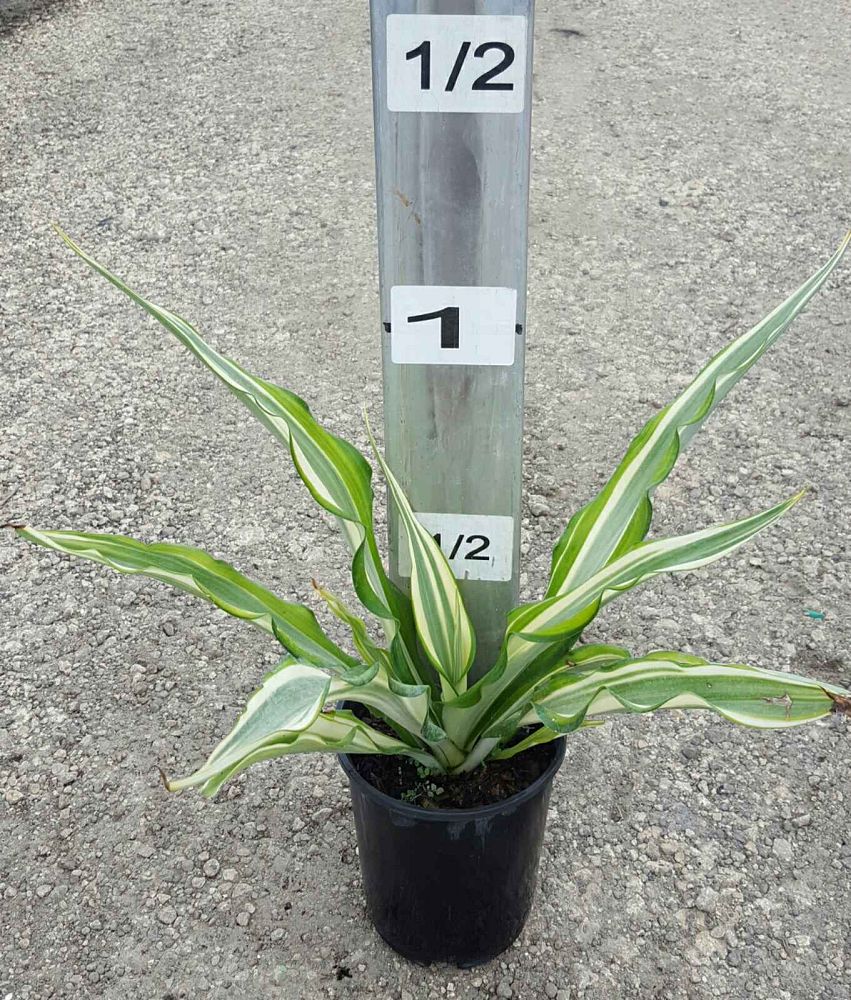 furcraea-foetida-mediopicta-false-agave-furcraea-gigantea-mauritius-hemp