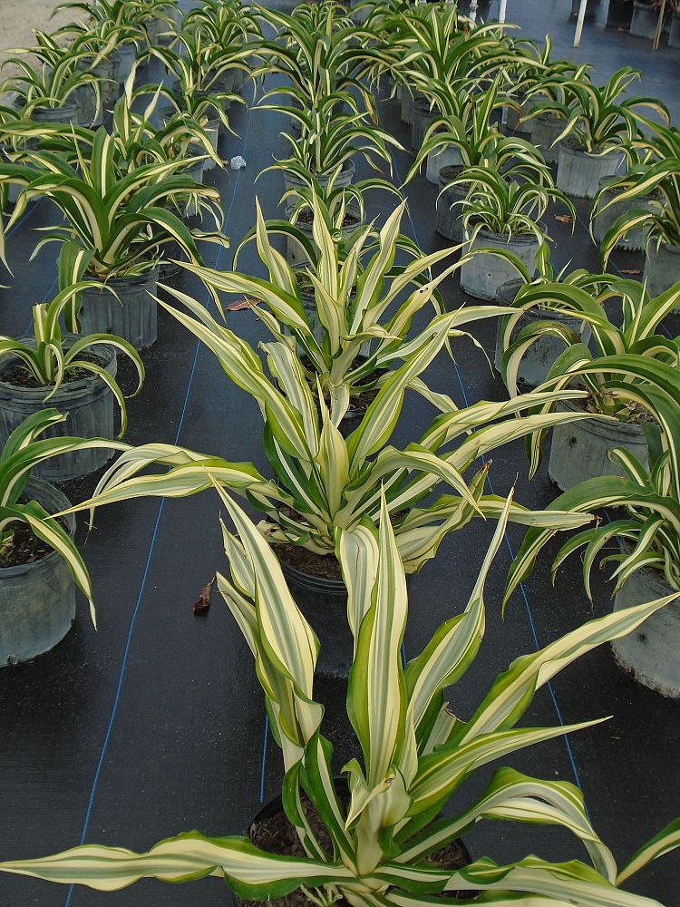 furcraea-foetida-mediopicta-false-agave-furcraea-gigantea-mauritius-hemp