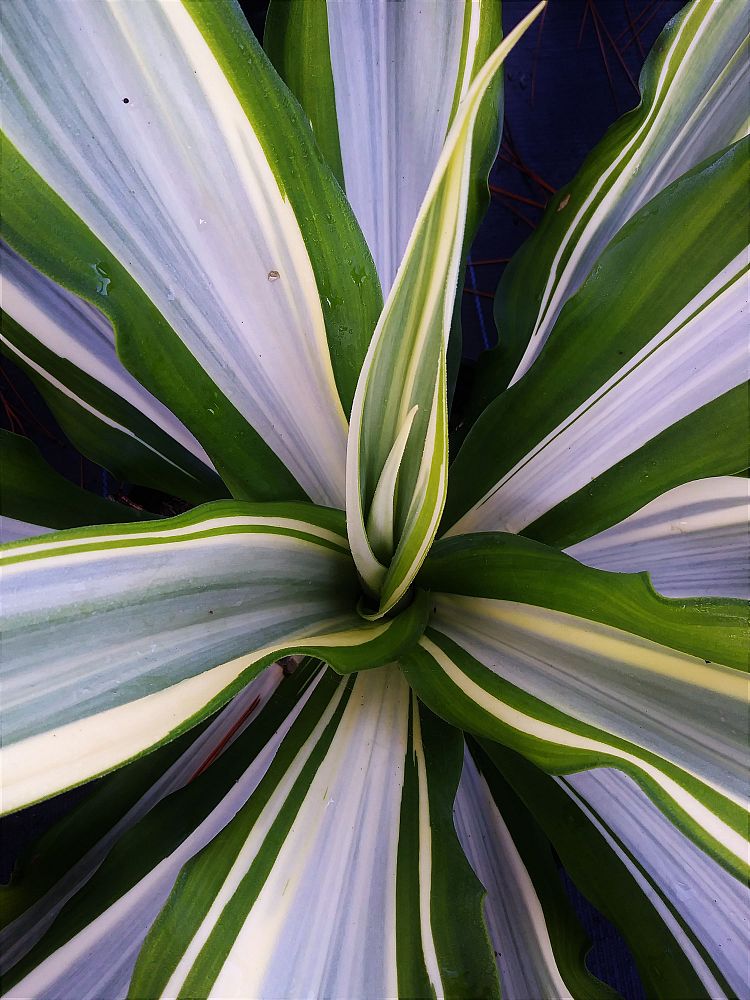 furcraea-foetida-mediopicta-false-agave-furcraea-gigantea-mauritius-hemp