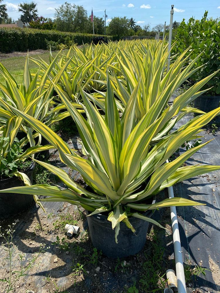 furcraea-foetida-mediopicta-false-agave-furcraea-gigantea-mauritius-hemp
