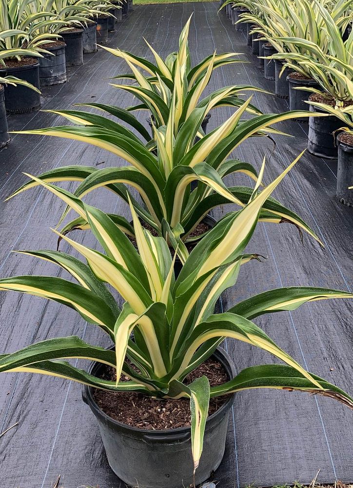 furcraea-foetida-mediopicta-false-agave-furcraea-gigantea-mauritius-hemp