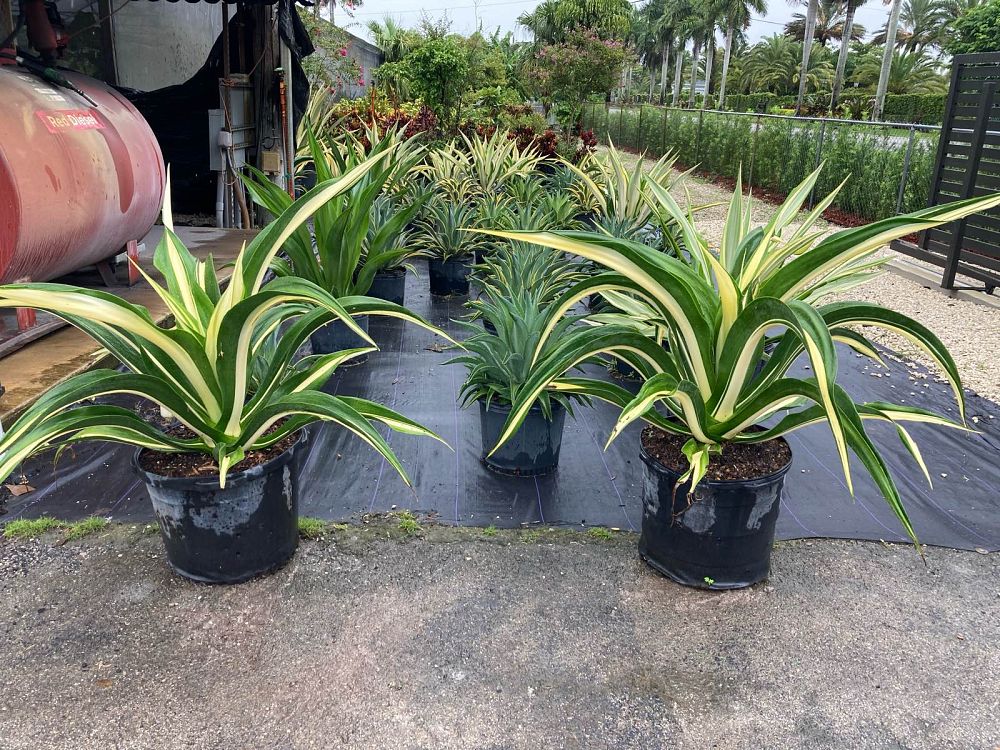 furcraea-foetida-mediopicta-false-agave-furcraea-gigantea-mauritius-hemp