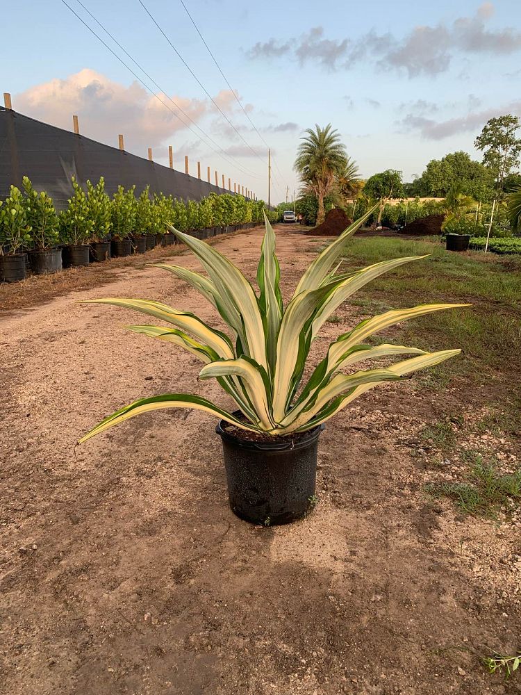 furcraea-foetida-mediopicta-false-agave-furcraea-gigantea-mauritius-hemp