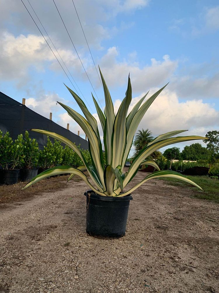 furcraea-foetida-mediopicta-false-agave-furcraea-gigantea-mauritius-hemp