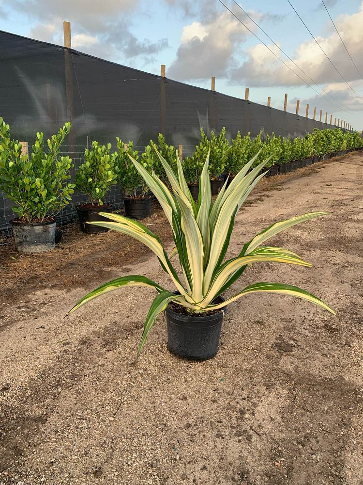 furcraea-foetida-mediopicta-false-agave-furcraea-gigantea-mauritius-hemp