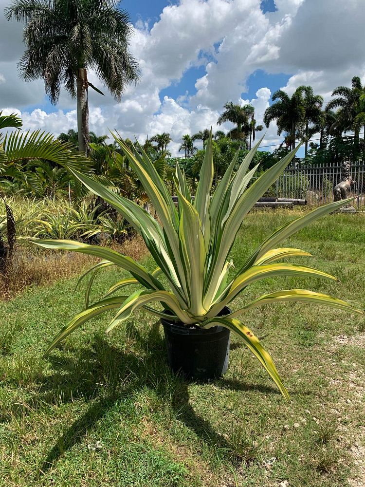 furcraea-foetida-mediopicta-false-agave-furcraea-gigantea-mauritius-hemp