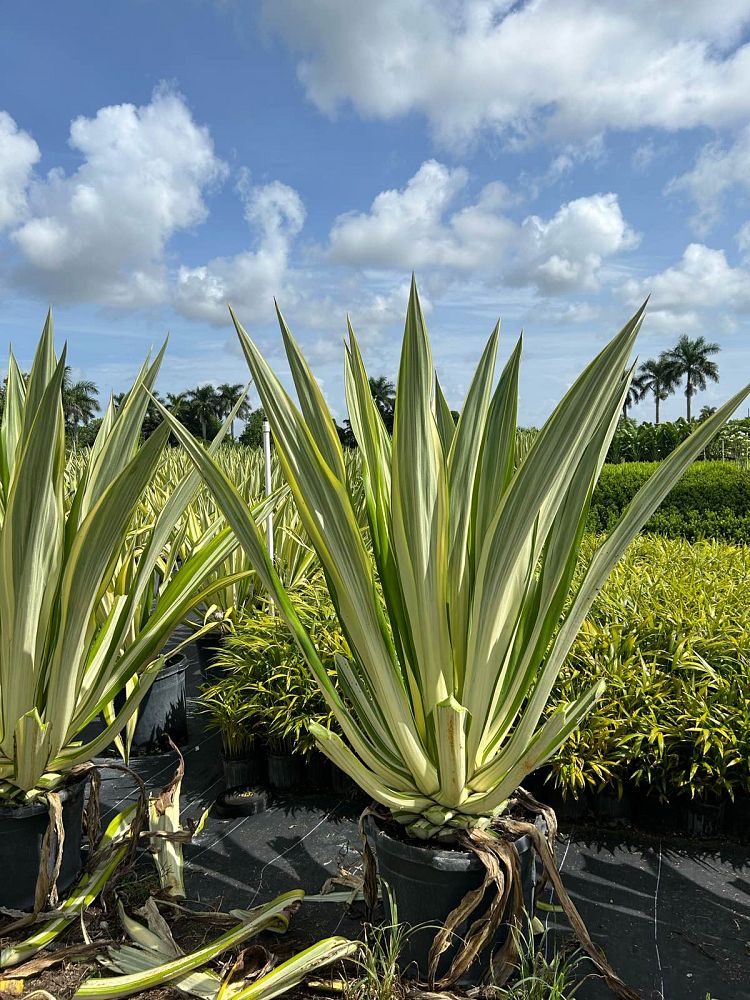 furcraea-foetida-mediopicta-false-agave-furcraea-gigantea-mauritius-hemp