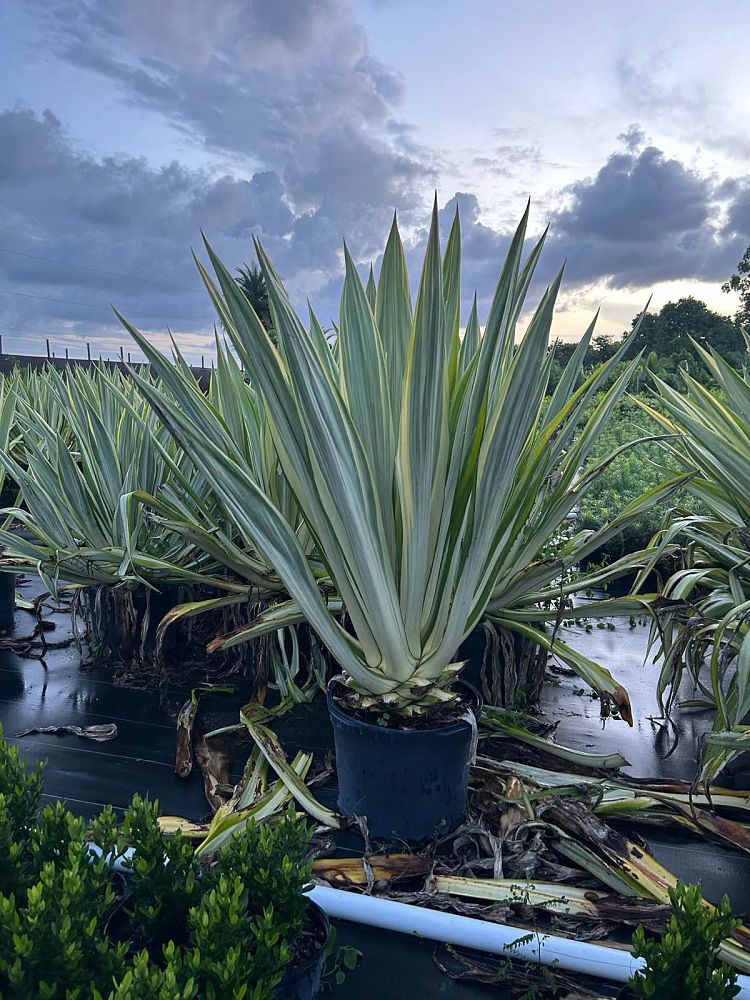 furcraea-foetida-mediopicta-false-agave-furcraea-gigantea-mauritius-hemp