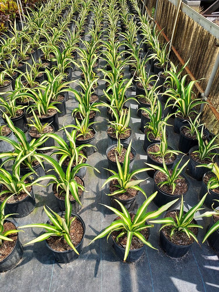 furcraea-foetida-mediopicta-false-agave-furcraea-gigantea-mauritius-hemp