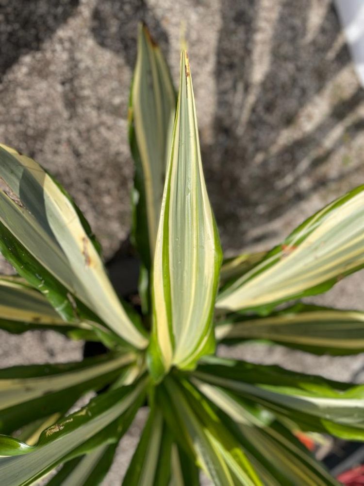furcraea-foetida-mediopicta-false-agave-furcraea-gigantea-mauritius-hemp