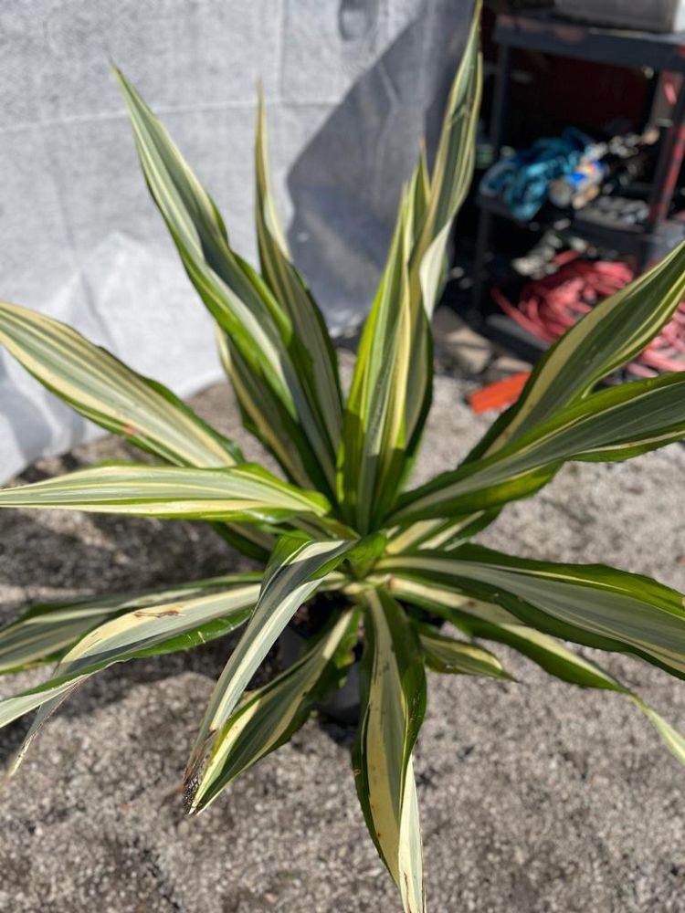 furcraea-foetida-mediopicta-false-agave-furcraea-gigantea-mauritius-hemp