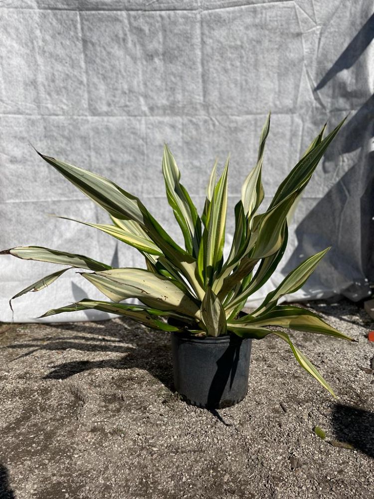 furcraea-foetida-mediopicta-false-agave-furcraea-gigantea-mauritius-hemp