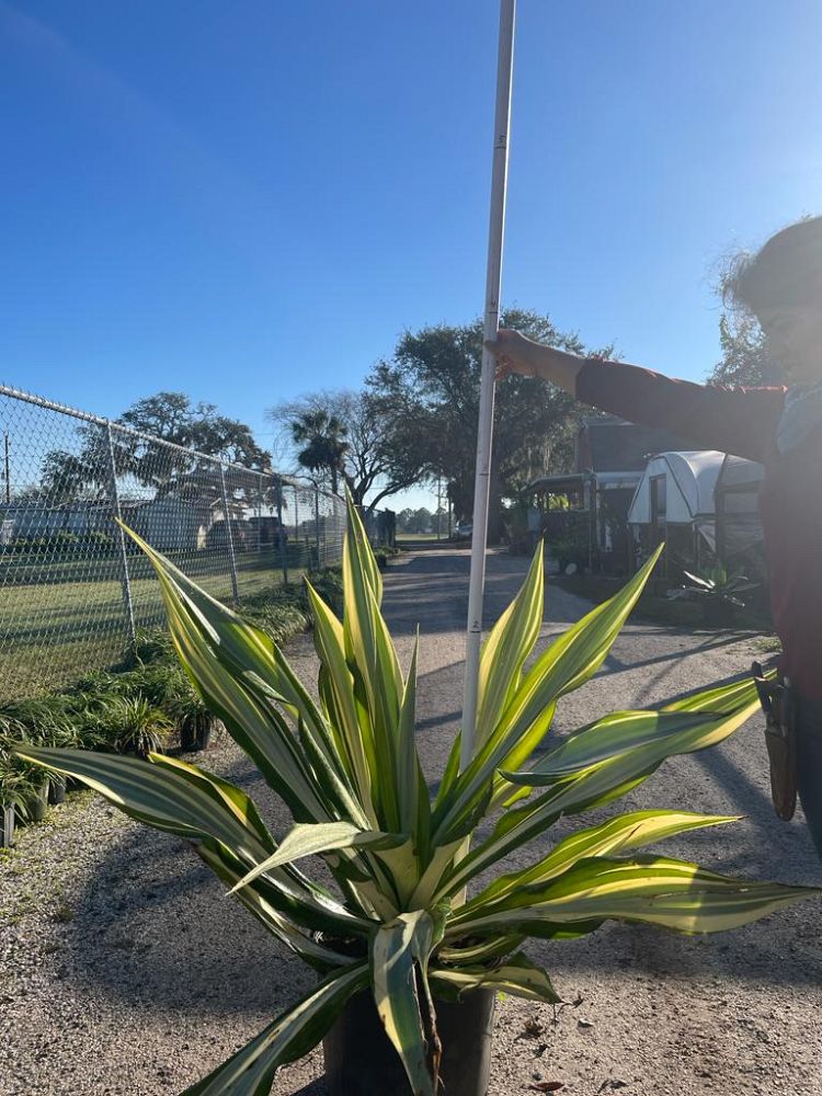 furcraea-foetida-mediopicta-false-agave-furcraea-gigantea-mauritius-hemp