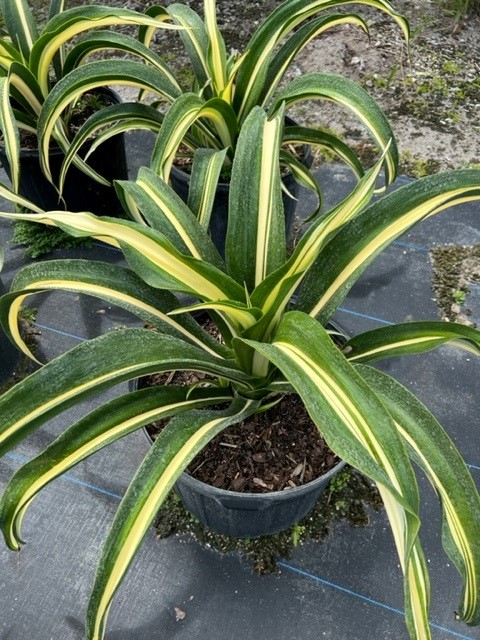 furcraea-foetida-mediopicta-false-agave-furcraea-gigantea-mauritius-hemp