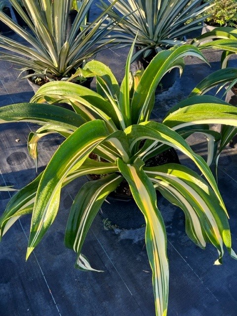 furcraea-foetida-mediopicta-false-agave-furcraea-gigantea-mauritius-hemp