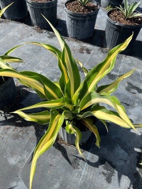 furcraea-foetida-mediopicta-false-agave-furcraea-gigantea-mauritius-hemp