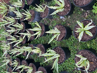furcraea-foetida-mediopicta-false-agave-furcraea-gigantea-mauritius-hemp