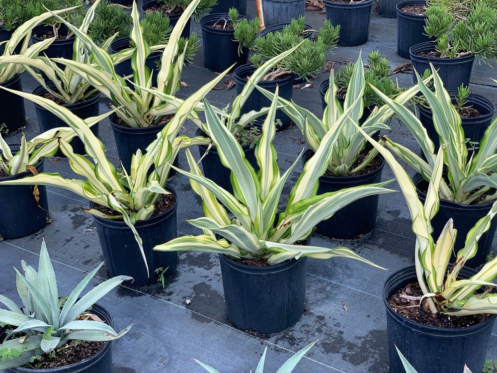 furcraea-foetida-variegata-false-agave-furcraea-gigantea-mauritius-hemp