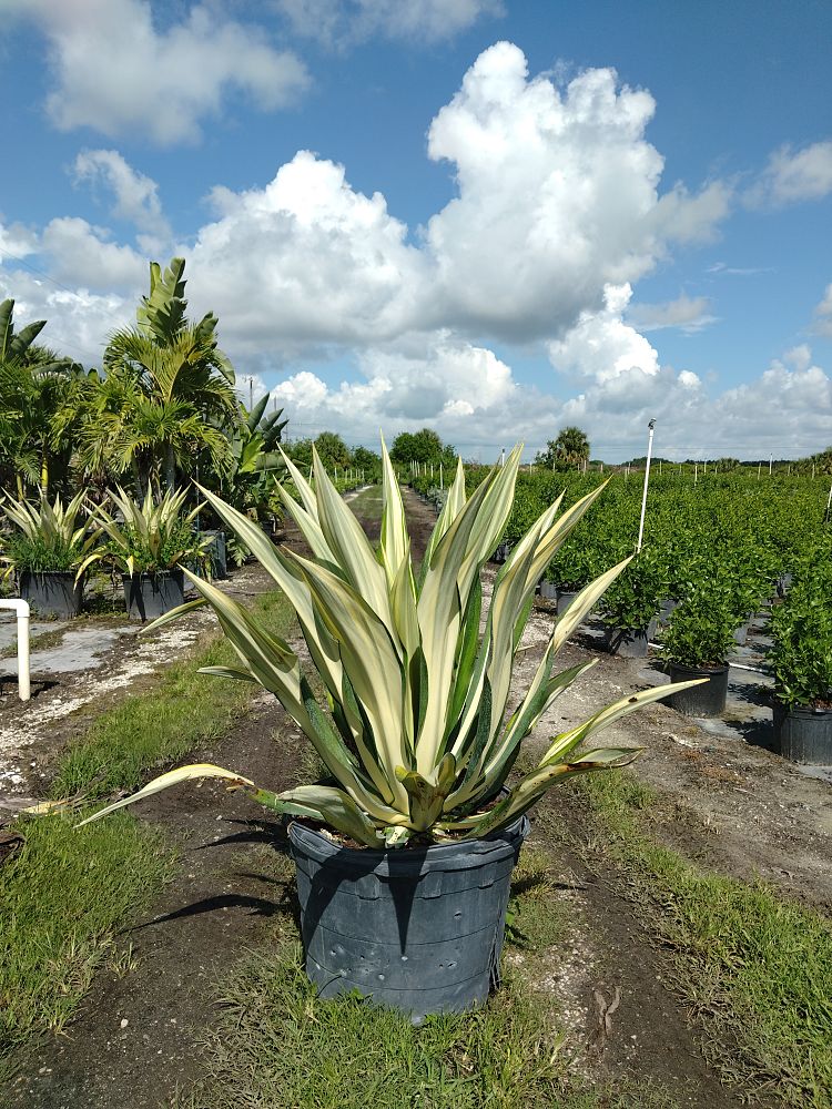furcraea-foetida-variegata-false-agave-furcraea-gigantea-mauritius-hemp