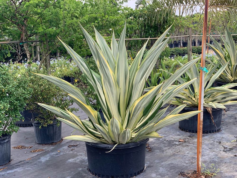 furcraea-foetida-variegata-false-agave-furcraea-gigantea-mauritius-hemp