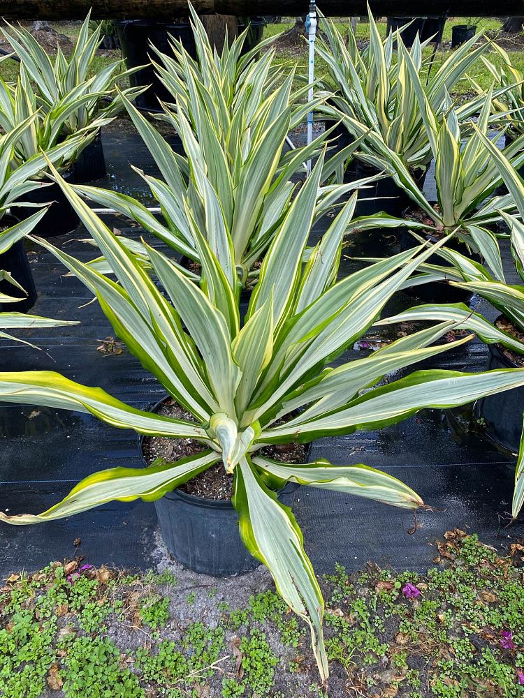 furcraea-foetida-variegata-false-agave-furcraea-gigantea-mauritius-hemp