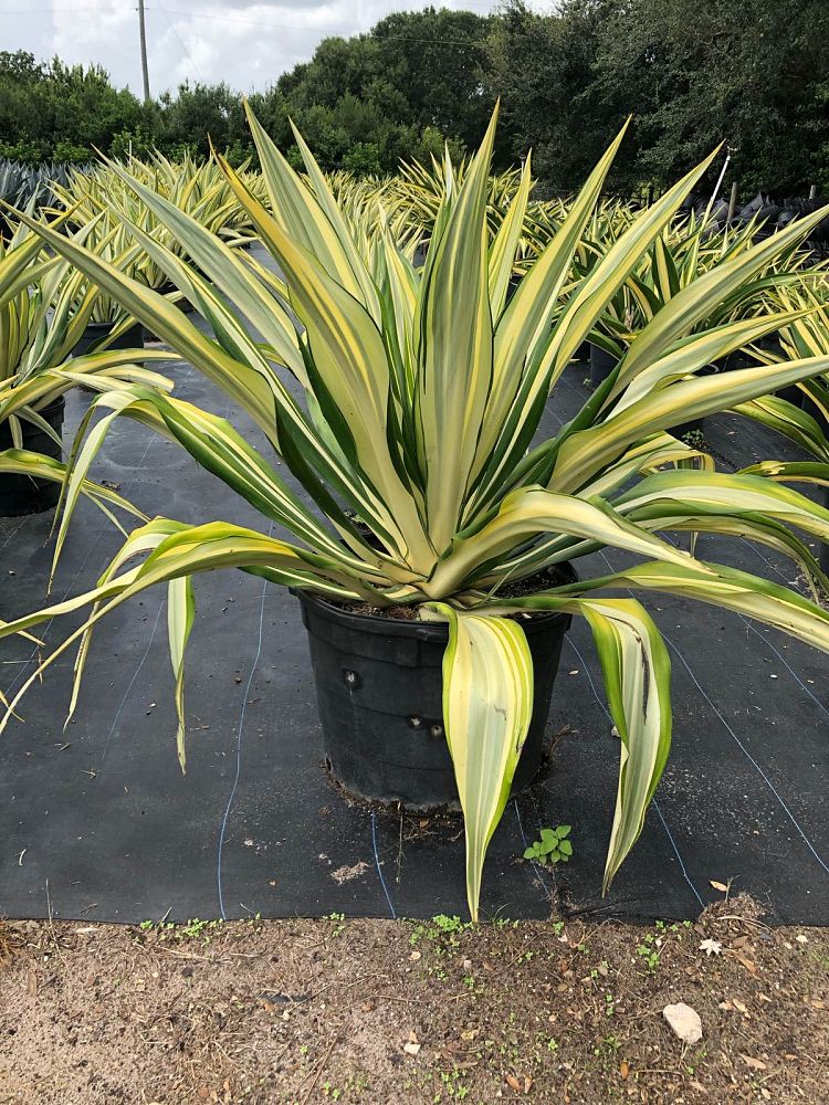 furcraea-foetida-variegata-false-agave-furcraea-gigantea-mauritius-hemp