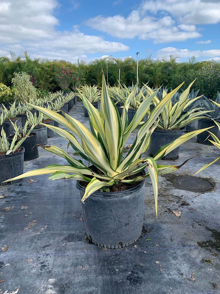 furcraea-foetida-variegata-false-agave-furcraea-gigantea-mauritius-hemp