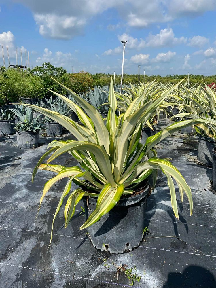 furcraea-foetida-variegata-false-agave-furcraea-gigantea-mauritius-hemp