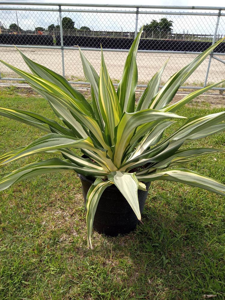furcraea-foetida-variegata-false-agave-furcraea-gigantea-mauritius-hemp