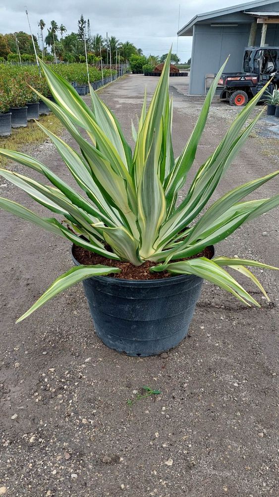 furcraea-foetida-variegata-false-agave-furcraea-gigantea-mauritius-hemp